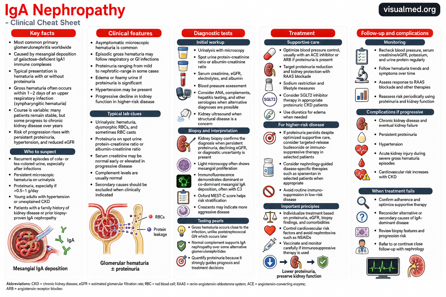 IgA nephropathy is an immune-mediated kidney disease that commonly causes hematuria and proteinuria. Learn how it presents, how kidney biopsy confirms the diagnosis, and how treatment helps preserve kidney function.