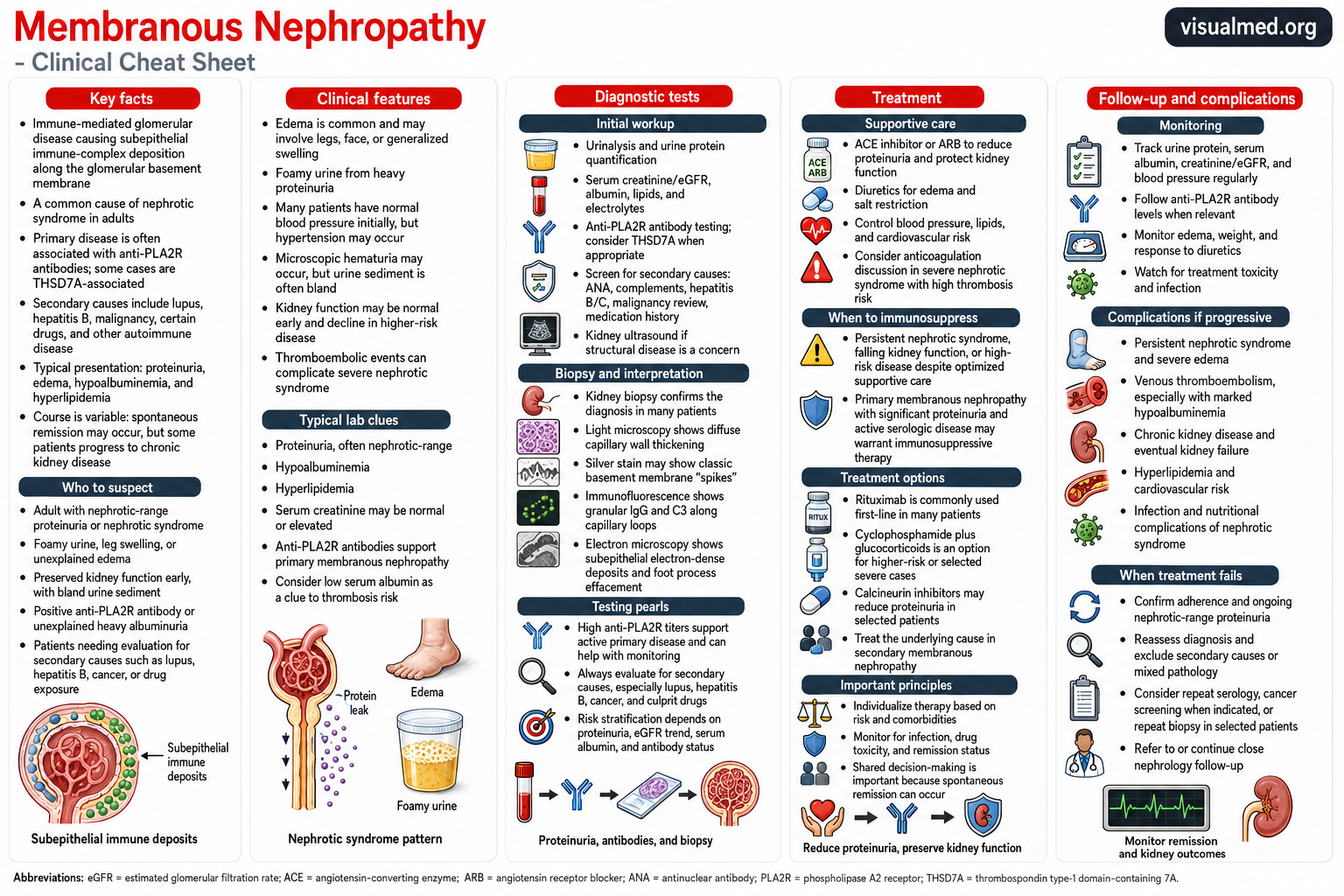 Membranous nephropathy is an immune-mediated kidney disease that frequently causes nephrotic syndrome in adults. Learn about proteinuria, anti-PLA2R antibodies, kidney biopsy findings, treatment options, and complications.